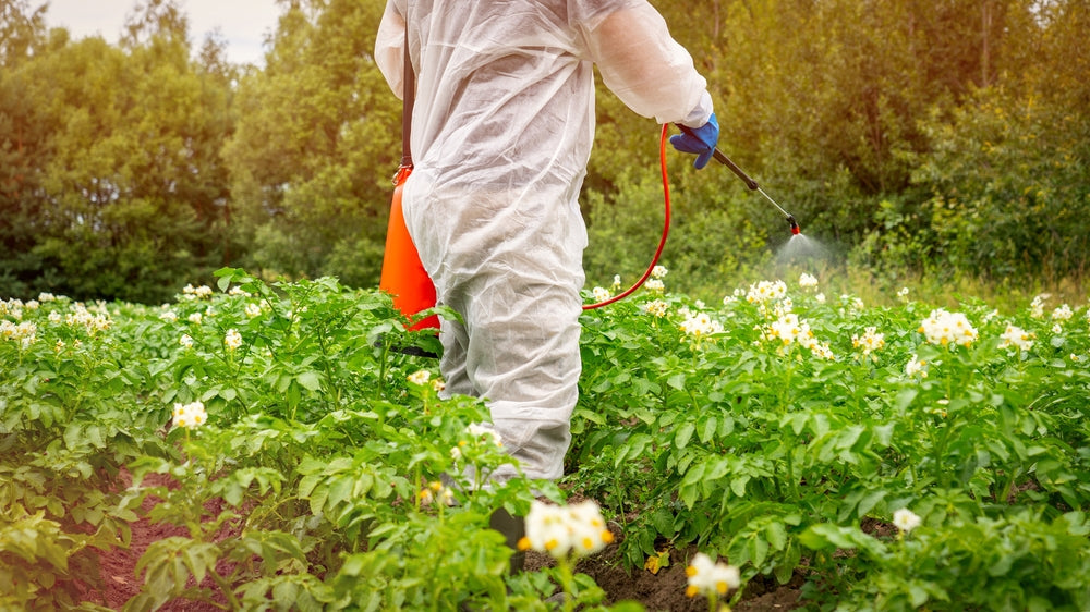 gramoxone