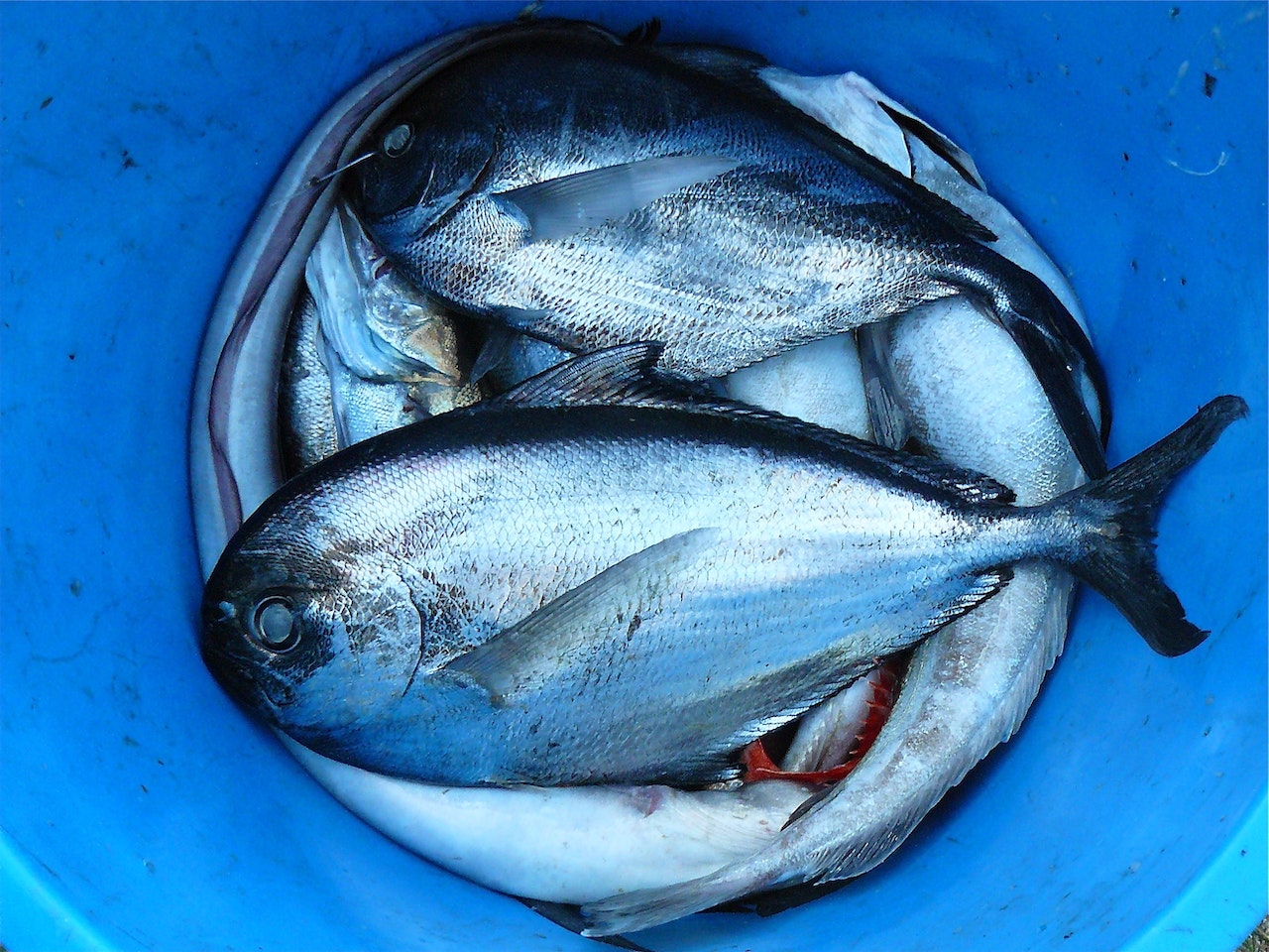 Bioaccumulation & Biomagnification of Heavy Metals and Toxic Chemicals